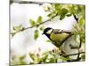 Great Tit (Parus Major) in Apple Tree, Bielefeld, Nordrhein Westfalen, Germany-Thorsten Milse-Mounted Photographic Print