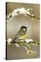 Great Tit (Parus Major) Perched on Branch in Snow, Scotland, UK, December-Mark Hamblin-Stretched Canvas