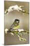 Great Tit (Parus Major) Perched on Branch in Snow, Scotland, UK, December-Mark Hamblin-Mounted Photographic Print