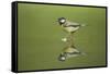 Great Tit Refection at Forest Pool-null-Framed Stretched Canvas