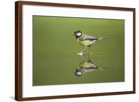 Great Tit Refection at Forest Pool-null-Framed Photographic Print