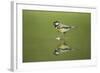 Great Tit Refection at Forest Pool-null-Framed Photographic Print