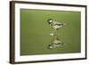 Great Tit Refection at Forest Pool-null-Framed Photographic Print