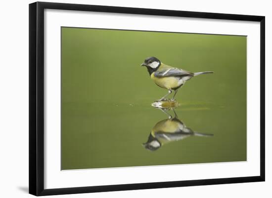 Great Tit Refection at Forest Pool-null-Framed Photographic Print