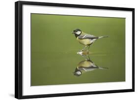 Great Tit Refection at Forest Pool-null-Framed Photographic Print