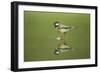 Great Tit Refection at Forest Pool-null-Framed Photographic Print