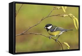 Great Tit with Hazel Catkins-null-Framed Stretched Canvas