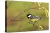 Great Tit with Hazel Catkins-null-Stretched Canvas