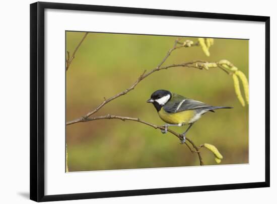 Great Tit with Hazel Catkins-null-Framed Photographic Print