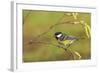 Great Tit with Hazel Catkins-null-Framed Photographic Print