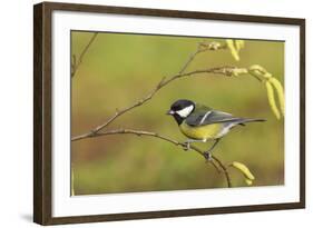 Great Tit with Hazel Catkins-null-Framed Photographic Print