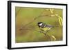 Great Tit with Hazel Catkins-null-Framed Photographic Print