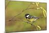 Great Tit with Hazel Catkins-null-Mounted Photographic Print