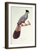 Great Touraco-Jacques Barraband-Framed Giclee Print