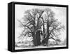 Great Tree-Howard Ruby-Framed Stretched Canvas