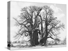 Great Tree-Howard Ruby-Stretched Canvas