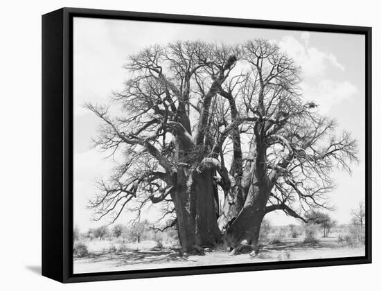 Great Tree-Howard Ruby-Framed Stretched Canvas