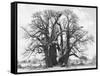 Great Tree-Howard Ruby-Framed Stretched Canvas