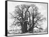 Great Tree-Howard Ruby-Framed Stretched Canvas