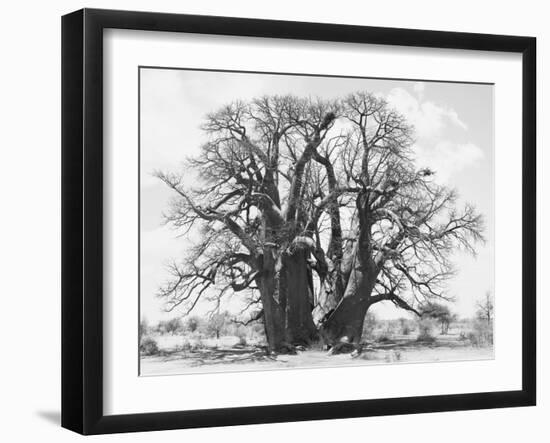 Great Tree-Howard Ruby-Framed Premium Photographic Print