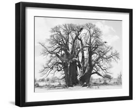 Great Tree-Howard Ruby-Framed Premium Photographic Print