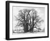 Great Tree-Howard Ruby-Framed Premium Photographic Print