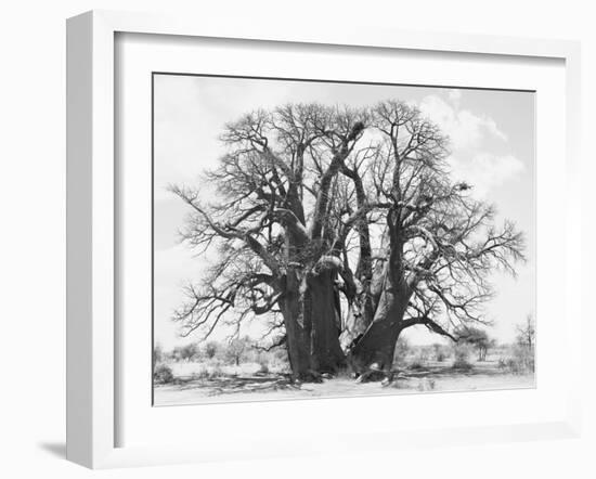 Great Tree-Howard Ruby-Framed Premium Photographic Print