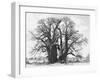 Great Tree-Howard Ruby-Framed Premium Photographic Print