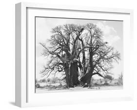 Great Tree-Howard Ruby-Framed Premium Photographic Print