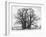 Great Tree-Howard Ruby-Framed Premium Photographic Print