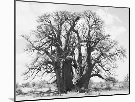Great Tree-Howard Ruby-Mounted Premium Photographic Print