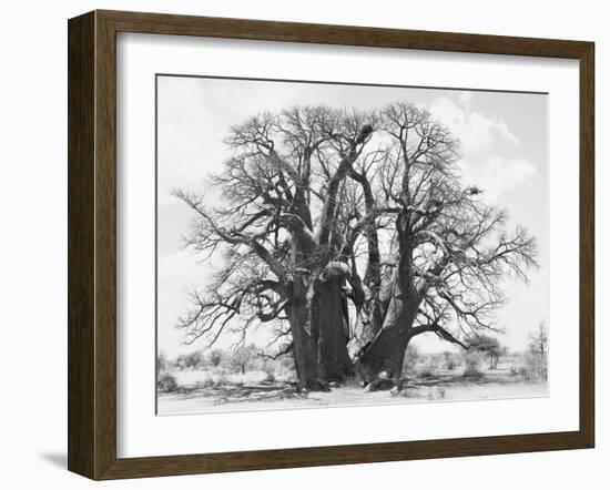 Great Tree-Howard Ruby-Framed Photographic Print