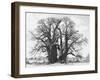 Great Tree-Howard Ruby-Framed Photographic Print