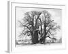 Great Tree-Howard Ruby-Framed Photographic Print