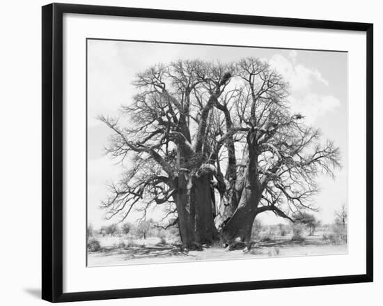 Great Tree-Howard Ruby-Framed Photographic Print