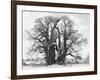 Great Tree-Howard Ruby-Framed Photographic Print