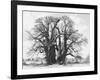 Great Tree-Howard Ruby-Framed Photographic Print