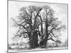 Great Tree-Howard Ruby-Mounted Photographic Print