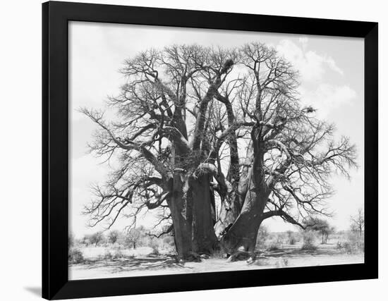 Great Tree-Howard Ruby-Framed Photographic Print