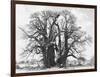 Great Tree-Howard Ruby-Framed Photographic Print