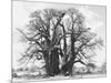 Great Tree-Howard Ruby-Mounted Photographic Print