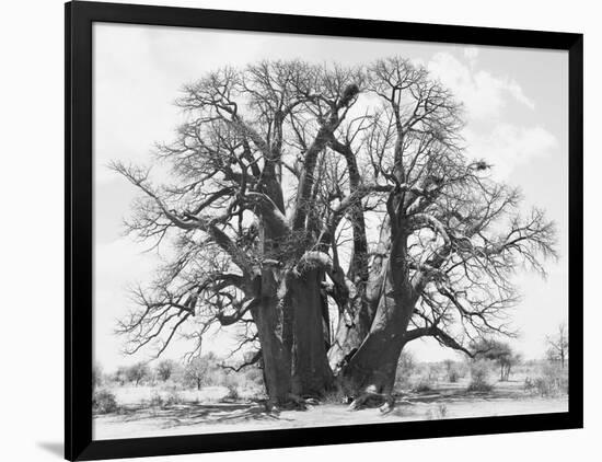 Great Tree-Howard Ruby-Framed Photographic Print