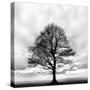 Great Tree-null-Stretched Canvas