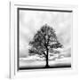 Great Tree-null-Framed Photographic Print