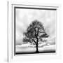 Great Tree-null-Framed Photographic Print