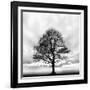 Great Tree-null-Framed Photographic Print