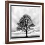 Great Tree-null-Framed Photographic Print