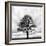 Great Tree-null-Framed Photographic Print