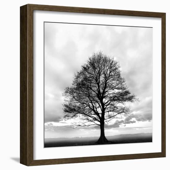 Great Tree-null-Framed Photographic Print