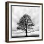 Great Tree-null-Framed Photographic Print